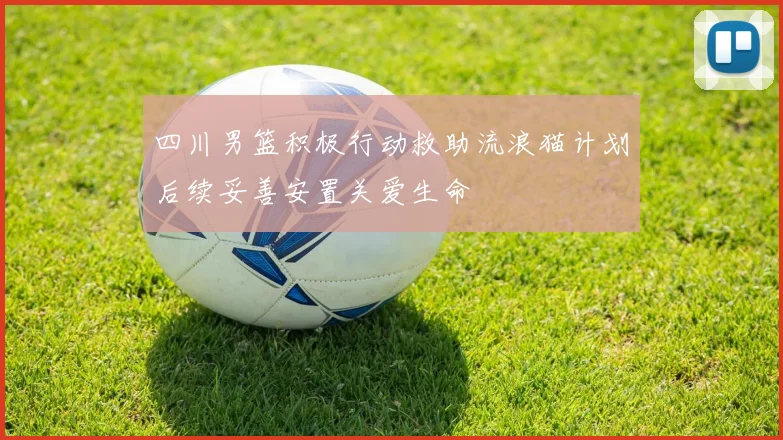 四川男篮积极行动救助流浪猫计划后续妥善安置关爱生命